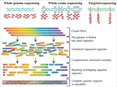 Illustration Of The Whole Genome Whole Exome And Targeted Genes