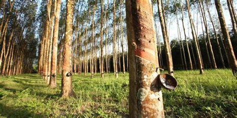 Lokasi wisata keluarga ini berada di desa polokarto, sukoharjo, jawa tengah. 78 Gambar Hutan Pohon Karet Kekinian - Gambar Pixabay