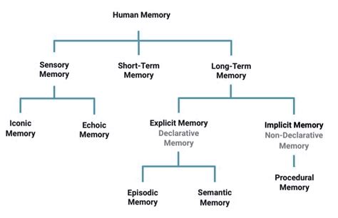 Sensory Memory Archives English For Psychology