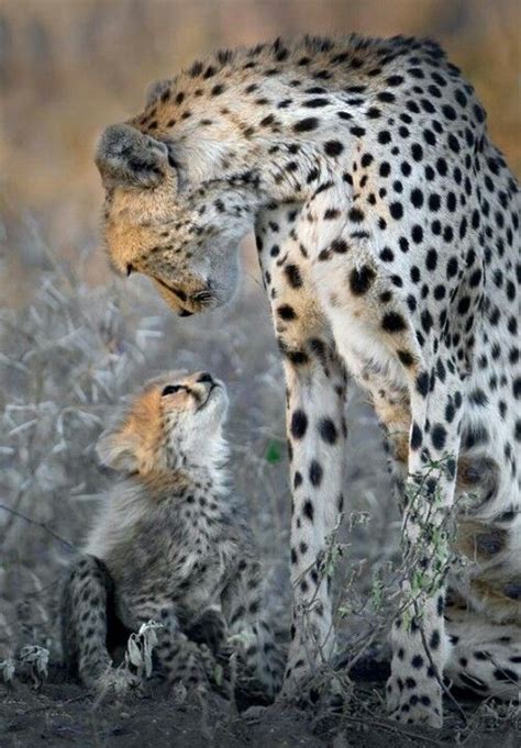 Baby And Mother Cheetah Animal Obsession Pinterest Cheetahs Baby