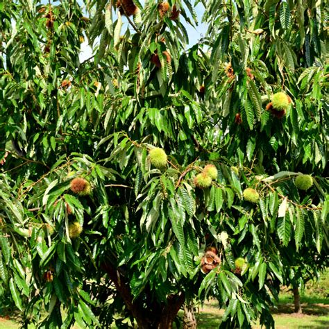 11 Different Types Of Chestnut Trees With Pictures