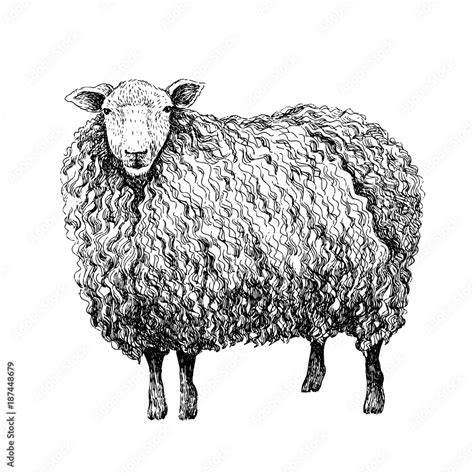 Sheep Sketch Style Hand Drawn Illustration Of Beautiful Black And