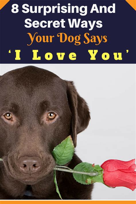 8 Surprising And Secret Ways Your Dog Says ‘i Love You Cute Funny
