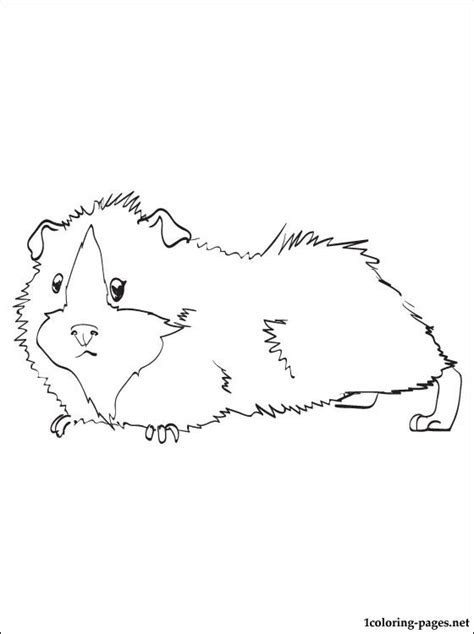 Ausmalbilder und malvorlagen zeichnungen und basteln für kinder 100% sicher. Meerschweinchen malvorlagen kostenlos zum ausdrucken ...