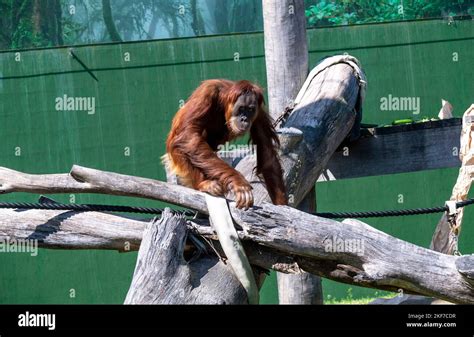 A Sumatran Orangutan Pongo Abelii At Sydney Zoo In Sydney Nsw