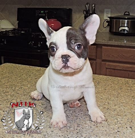 Ethical frenchie is a small, ethical french bulldog breeder in new york. Lin is a chocolate pied Frenchie looking for his forever ...