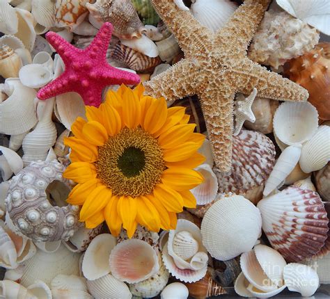 Sunflower With Starfish Photograph By To Tam Gerwe