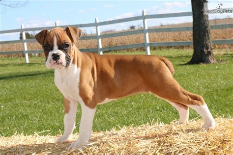 Each puppy has a very loving disposition due to being hand fed… cute boxer pups for sale 597.91 miles Bailey: Boxer puppy for sale near Kansas City, Missouri. | 258dfb2c-04d1