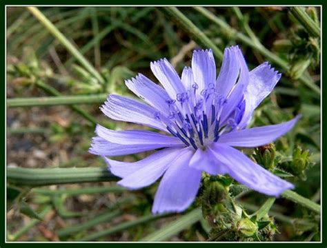 Fleurs de bach bach flowers bach blüten floras de bach. Fleur de bach chicory - ouistitipop