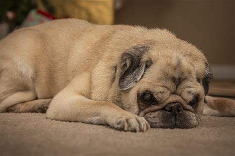 Dog Pug Lazy Free Photo On Pixabay