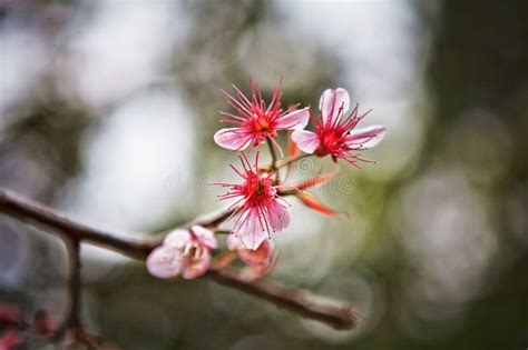 Wild Himalayan Cherry Stock Image Image Of Wild Blooming 57361941