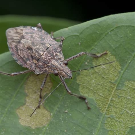 Check spelling or type a new query. How To Kill Stink Bugs In Garden