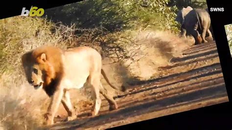 Rare Footage Captures Lion And Rhino One News Page Video