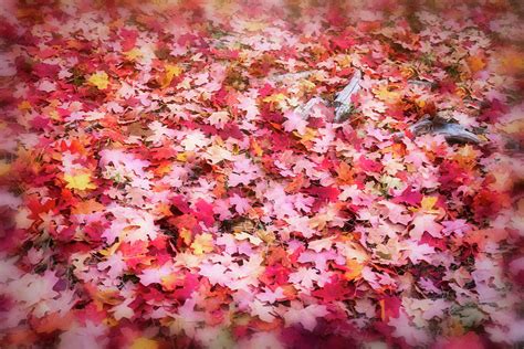 Pink And Red Maple Confetti Photograph By Saija Lehtonen Pixels