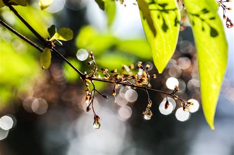 Wallpaper Sunlight Leaves Food Nature Water Drops Branch Fruit