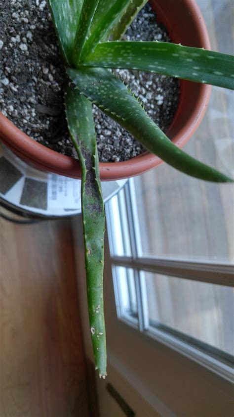 Aloe plants are the most popular succulent out there, but more often than not, people make one fatal mistake when they switch from other areas of gardening to here. Aloe leaf has discoloration - Gardening & Landscaping ...