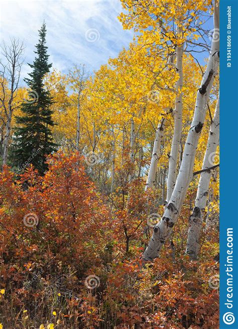 Colorful Autumn Aspen Trees And Oak Brush Stock Image Image Of Scenic