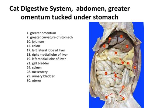 Ppt Cat Dissection Digestive System Powerpoint Presentation Free