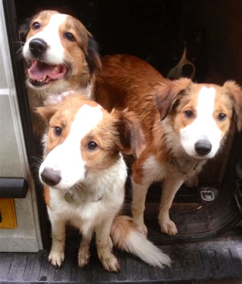 Triple Trouble Sable And White Border Collie Pups With Mum Welsh