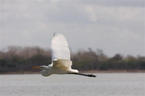 White Bird In Flight Stock Photo Download Image Now Animal Animal