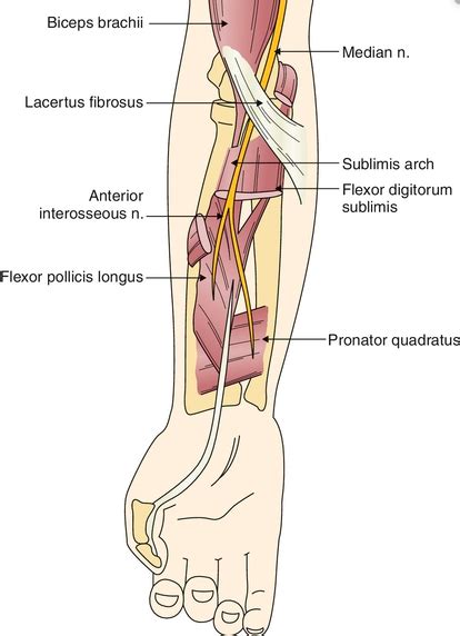 Pronator Teres Syndrome And Numbness In Your Fingers — Dynamic Physio