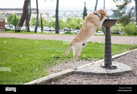 How Do You Stop A Dog From Drinking From A Fountain