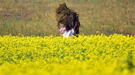 Govt Approves Environmental Release Of Gm Mustard Paves Way For