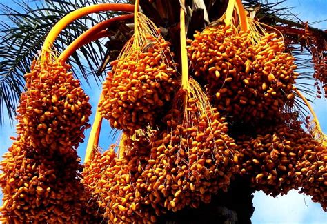 Date Palm Cultivation Basic Guide For Beginners