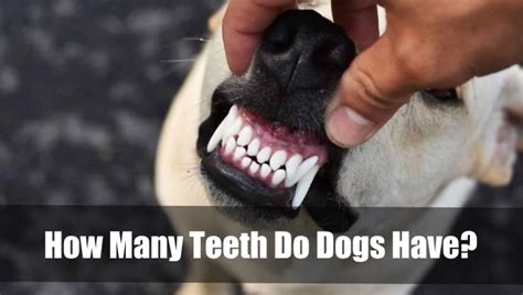 How Many Teeth Do Dogs Have Things To Know 2024 Vet Ranch We Love Pets