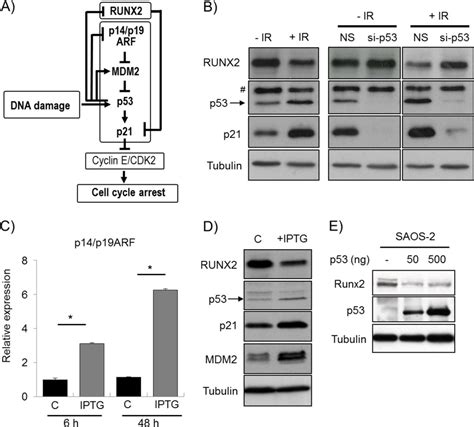 microrna 34c inversely couples the biological functions of the runt related transcription factor