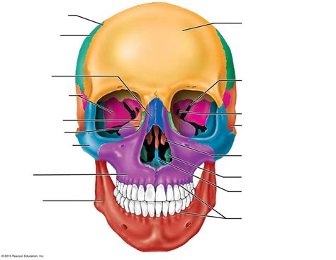 Unit 4 The Skeletal System The Skull Anterior View Diagram Quizlet