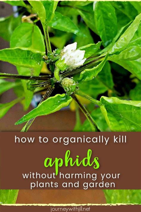 How To Control Aphids Naturally And Effectively The Beginners Garden