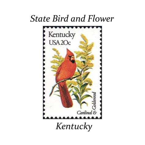 Five 20c Kentucky State Bird And Flower Stamps Vintage Etsy Flower