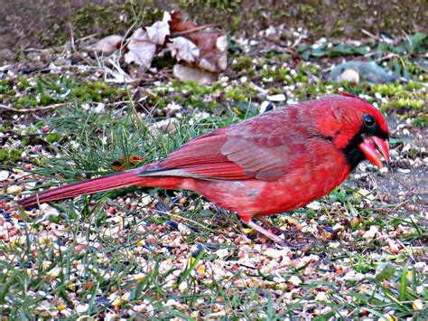 Male Northern Cardinal Massapequa New York Canon Sx50 H Flickr