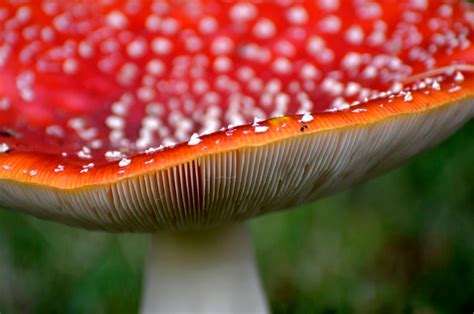 Poisonous Red Spotted Mushroom Amanita Muscaria R