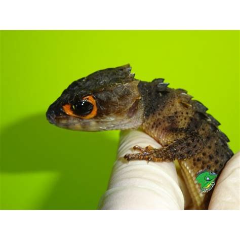 Red Eye Armored Skink Juvenile To Adult No Live Arrival Guarantee
