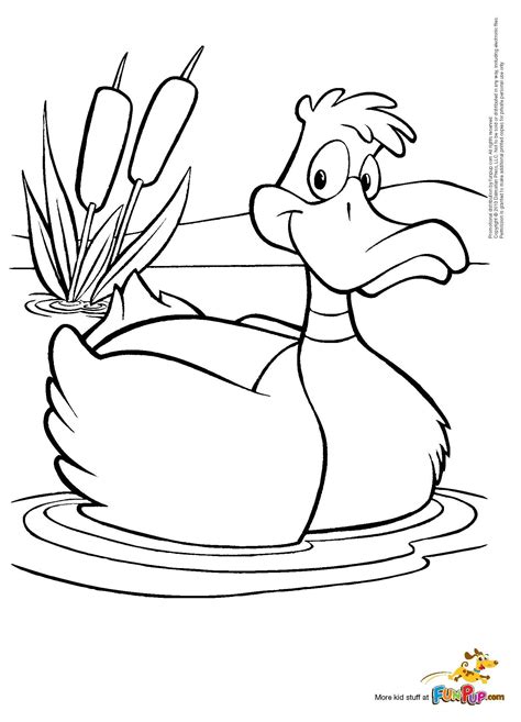 Mallard Duck Coloring Pages Sketch Coloring Page