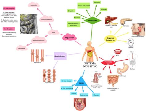 Resultado De Imagen Para Mapa Conceptual Aparato Digestivo Sistema