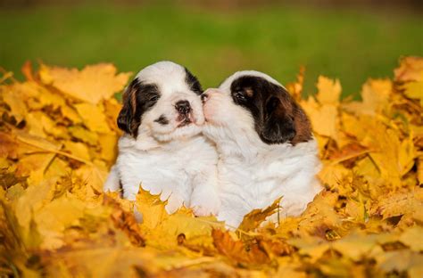 fall dog safety guide autumn dog safety tips greenfield puppies