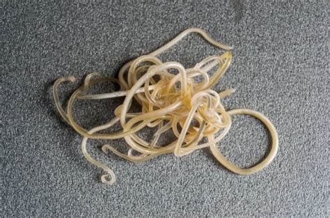 Roundworms In Dogs Causes Symptoms And Treatment Kingsdale Animal