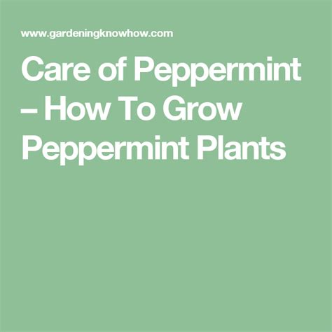 Peppermint Planting Growing Peppermint And How To Use Peppermint Plant