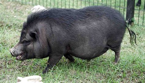 Pot Belly Pig For Sale In Uk 62 Used Pot Belly Pigs