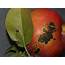 Apple  Scab Cooperative Extension Insect Pests Ticks And Plant
