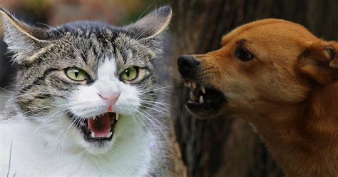Why Do Dogs Want To Attack Cats