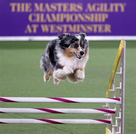 Westminster Dog Show Best Photos From Masters Agility Championship