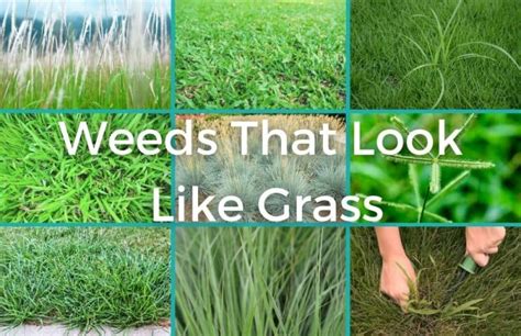 8 Common Weeds That Look Like Grass Identification And Control