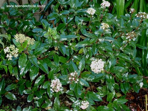 The powdery mildew fungus prefers wet conditions and cool or warm weather. About Garden Design - Viburnum tinus 'Eve Price'