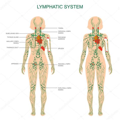 Anatomía humana sistema linfático ilustración médica ganglios