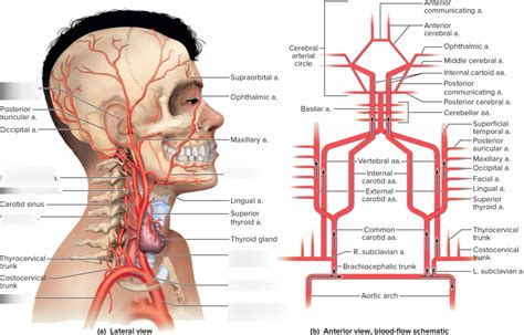 Head Arteries Diagram Quizlet