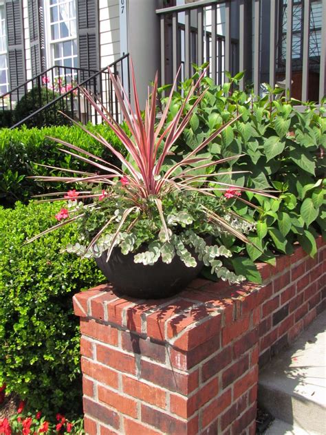 They can go weeks without supplemental watering, continuing to display their cheerful blooms the whole time. bwisegardening: Day 275 - Sunsational Containers